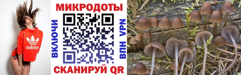 как найти закладки  hydra как войти  Псилоцибиновые грибы Psilocybe  Сковородино 